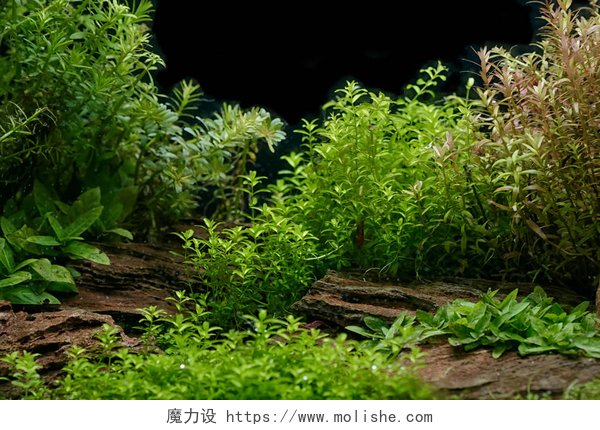 在泥土上生长的绿色植物水族馆植物装饰, 水生蕨类植物和水族厂生长